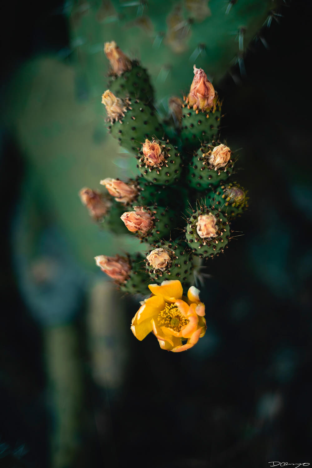 Floral, natural, and textural photos from my travels in the Bay Area in California, and more.
